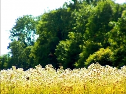 خیلی خیلی کوچک (1) (رویای کرم ابریشم)